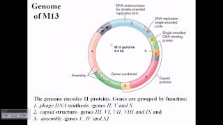 M13 phage genome structure [upl. by Ecila]