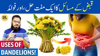 Kakronda Ke FaydeIstemal  Dandelion Benefits  Sinhaparni  Dr Ibrahim [upl. by Che159]