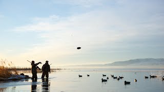 Victoria duck hunting ban to trigger mass walkout [upl. by Catrina]