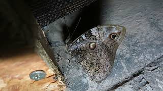 Beautiful Lowland Owl butterflies Opsiphanes invirae [upl. by Ranip]