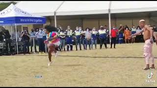 Makhadzi performing at Botswana🔥 [upl. by Yennaiv620]