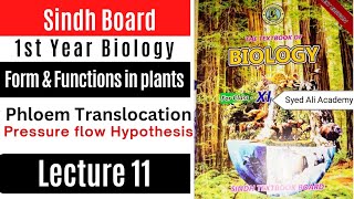 mechanism of phloem Translocation  pressure flow Hypothesis  forms and functions in plants Biology [upl. by Astra]