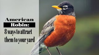 American Robin 8 Easy Way to Attract Robins to Your Backyard [upl. by Inalaehak]