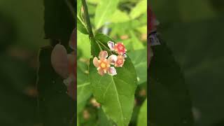 These native fruits are GORGEOUS  Strawberry Bush Euonymus americanus [upl. by Puttergill]