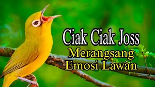 CIAK CIAK JOSS BETINA PANCINGAN KECIAL MALAS BUNYI [upl. by Eimaj]