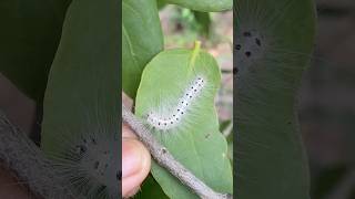 Hairy White Caterpillar with black spots🐛 insect shorts [upl. by Law]