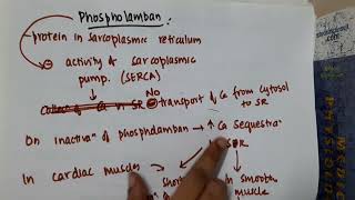 3 2 phospholamban mp4  PHYSIOLOGY [upl. by Bethena]