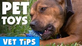 How To Choose The Best Toy For Your Dog  Bondi Vet [upl. by Safoelc]