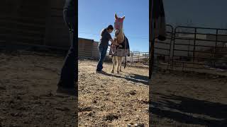 Blanketing practice😭✌️ horse blanket mares [upl. by Keeley308]