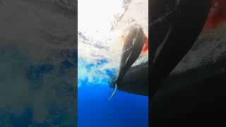 Bluefin Tuna Fishing at Tanner Bank San Diego Sportfishing fishing bluefintuna [upl. by Virgil505]