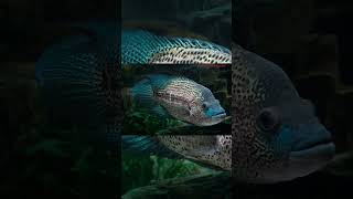 The Dovii Cichlid Parachromis Dovii [upl. by Valenba]