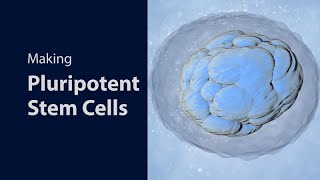 Stem Cells Types Totipotent Pluripotent Multipotent and Unipotent  Teratogens  Biology [upl. by Gray]