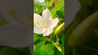 Bauhinia Acuminata bauhinia whitebauhinia nature flowers [upl. by Aihsenot]