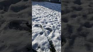 Footprints in the snow❄️beautiful nature naturelovers trending snow uk shorts youtubeshorts [upl. by Gordie]