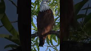 Brahminy Kite  Haliastur indus  Western Ghats  Nikon Z6III  180 600 zoom Lens [upl. by Annahael]