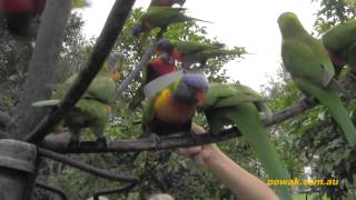 Australia papugi rainbow lorikeets Nowak i Potomek karmiąca ptaki [upl. by Ahsiekram]