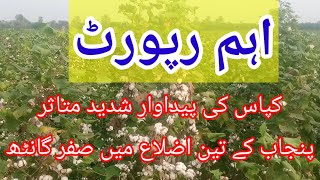 Cotton Production Report 2024 Zero Yield in Three districts of Punjab کپاس اوکاڑہ۔ قصور۔پاکپتن [upl. by Amadeus805]