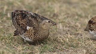 Perdicita Austral Whitebellied Seedsnipe Attagis malouinus [upl. by Carolee]