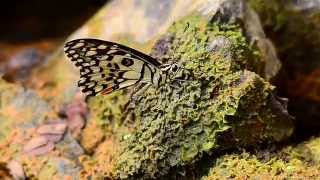 Lime butterfly Papilio demoleus peeingSingapore [upl. by Atilrep383]