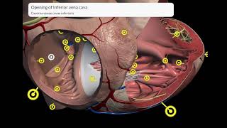 The Tongue  Parts Features Papillae Muscles Nerve amp Blood supplyLymphatic DrainageDevelopment [upl. by Deirdra83]