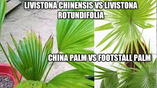 How to care China fan palm  LIVISTONA CHINENSIS table palm Footstall palm LIVISTONA ROTUNDIFOLIA [upl. by Veejar848]