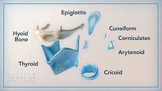 How the Larynx Produces Sound Updated 2021 [upl. by Ethelyn]