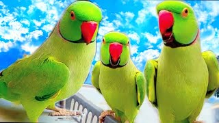 Indian Talking Parrot🥀All Super Best🎊 Noises Amazing🌸Completion Relaxing♥️🍃 [upl. by Tamer]