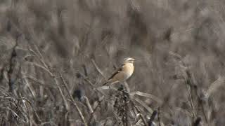 whinchat South Leigh 8th Sept 20 [upl. by Ranna]