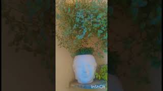 Callisia repens care tips indoorplants gardningtips gardening shortvideo [upl. by Koerner]