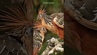 Hoatzin 💩 The Stink Bird 🐦 [upl. by Boyes]