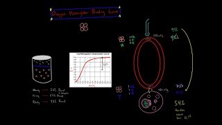 Oxygen Hemoglobin Dissociation Curve R state T state Coopertivity Biochemistry MCAT [upl. by Kirt819]