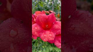 Campsis Grandiflora flowers flower nature red [upl. by Asserat]