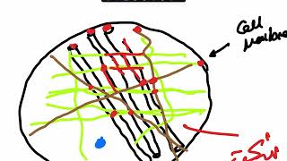 Cytoskeleton pt 1 [upl. by Skiba]