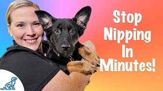 How To Stop Your Puppy From Biting [upl. by Ahsaetal]