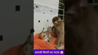 asali billi ka natak 😇 [upl. by Traggat]