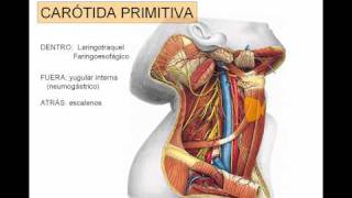 carotida exerna [upl. by Dom]