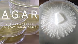 Agar Recipe Rhizomorphic Mycelium MEA MYA Plates Petri Dish Clone Grow Mushrooms Easy Home Mycology [upl. by Aiel]