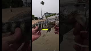 fishing saltwater freshwater saltwaterfish tarpon snook bass [upl. by Melly339]