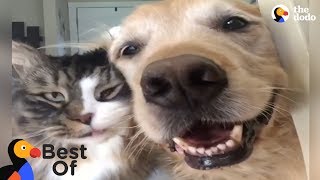 Animals Thankful For Being Rescued and Loved Compilation  The Dodo [upl. by Lahcar]