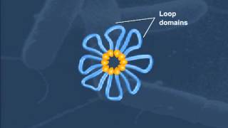 Cell StructureBacterial Chromosome Compaction [upl. by Marden]