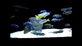 180 Gallon Malawi Tank [upl. by Llacam]