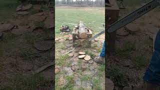 Stihl 462 vs ported 461chainsaw stihl [upl. by Amann]