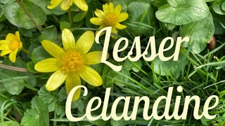 Lesser Celandine All Kinds of Trouble [upl. by Hillary346]