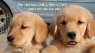 Shadalane Golden Retrievers  Summer 2012 [upl. by Aniral]