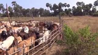 Dairying of Cow amp a Pond in a field at Jaffna Srilanka  தில்லையடிகுளமும் மாடுவளர்ப்பும் [upl. by Nyleimaj]