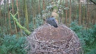 Black Stork Łódź Voivodeship Poland 🛬 20240730 [upl. by Guinn230]