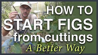 Propagate Figs From Cuttings A Better Way [upl. by Danica191]