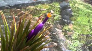 EASY AIR PLANT CARE HOW TO POLLINATE A TILLANDSIA AIR PLANT FLOWER [upl. by Kiki]