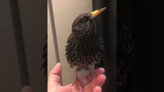 Starlings Stunning Skills with Sound  ViralHog [upl. by Gunthar285]