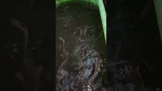 This is another fishpond cassava farmer fish fishing fishingvideo cassavaroots farmerfarmer [upl. by Edroi]